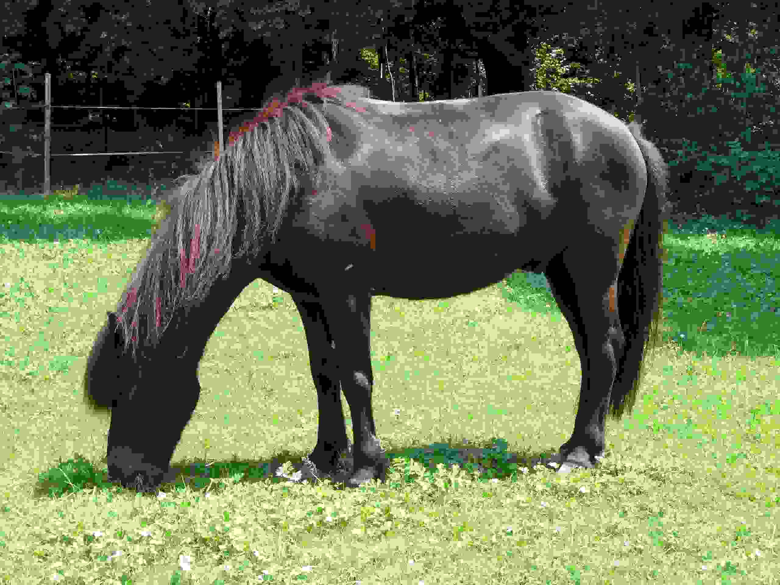 bild_seimur_sommerfest_schwand_w2025.jpeg