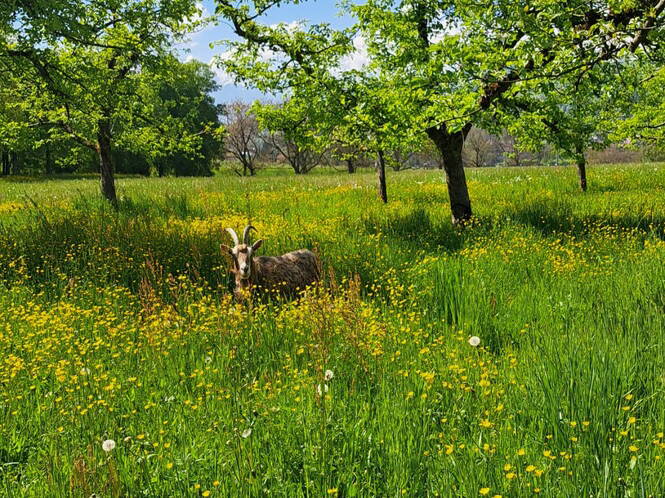 schwand-areal_wbs_geiss.jpg schwand-areal_wbs_geiss.jpg